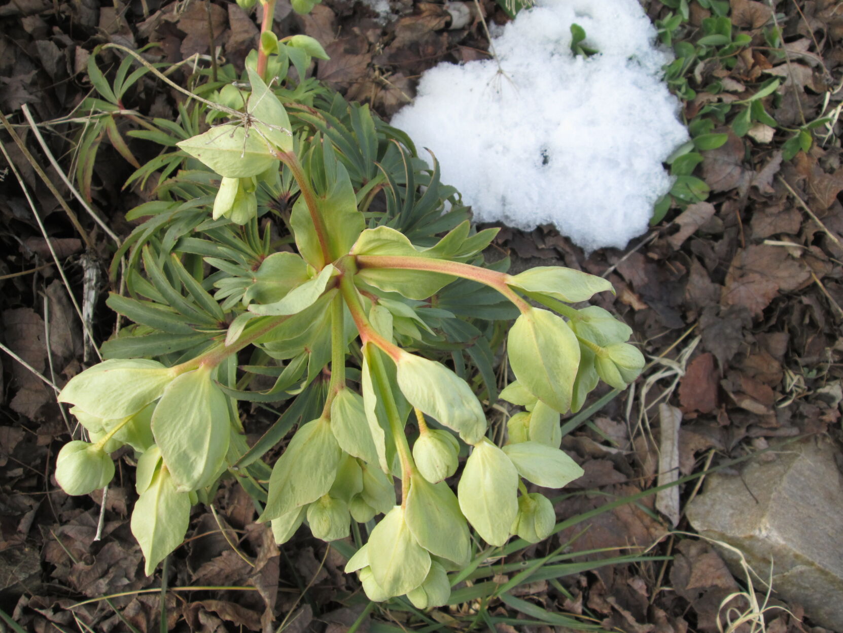 Hellebores – A Winter Marvel